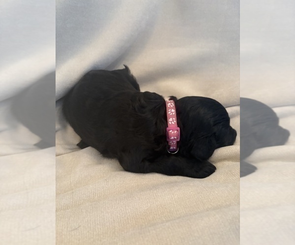 Medium Photo #4 Schnoodle (Giant) Puppy For Sale in MINNEAPOLIS, MN, USA