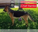 Small #6 German Shepherd Dog