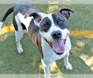 American Bulldog-Unknown Mix Dogs for adoption in Tallahassee, FL, USA