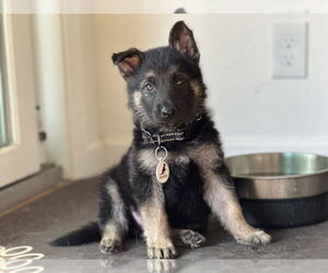 German Shepherd Dog Dogs for adoption in West Sacramento, CA, USA