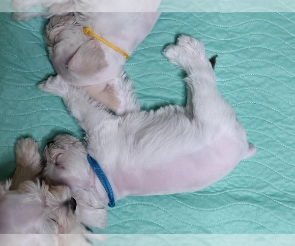 Medium Photo #4 Schnauzer (Miniature) Puppy For Sale in MANSFIELD, TX, USA