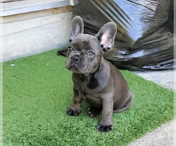 French Bulldog Puppies Washington The Best Parrots In