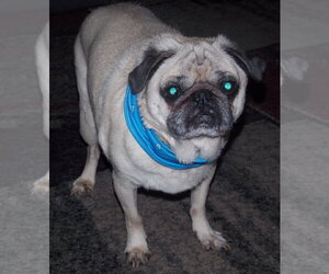 Pug Dogs for adoption in Indianapolis, IN, USA