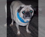 Small Pug
