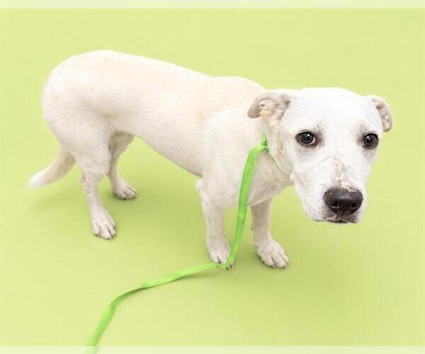 Medium Photo #2 Labrador Retriever-Unknown Mix Puppy For Sale in HESPERIA, CA, USA