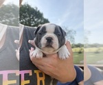 Small #4 Boston Terrier