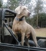 Small Photo #1 Weimaraner Puppy For Sale in DEFUNIAK SPRINGS, FL, USA