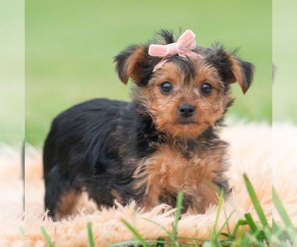 Medium Photo #92 Yorkshire Terrier Puppy For Sale in WARSAW, IN, USA