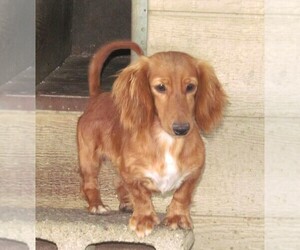 Father of the Chiweenie puppies born on 05/12/2025