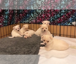 Chiweenie-Pomeranian Mix Puppy for sale in ANTELOPE, CA, USA