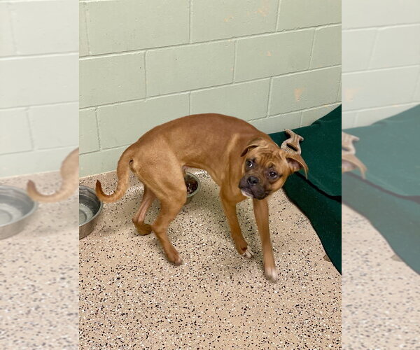 Medium Photo #3 Boxer Puppy For Sale in Austin, TX, USA