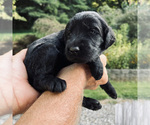 Small Photo #8 Goldendoodle Puppy For Sale in FERGUSON, NC, USA