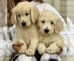 Small Photo #4 Goldendoodle Puppy For Sale in SOUTHBURY, CT, USA
