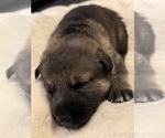 Puppy 5 German Shepherd Dog