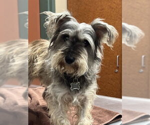 - Mix Dogs for adoption in Rancho Cucamonga, CA, USA