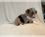 Small #4 Australian Shepherd
