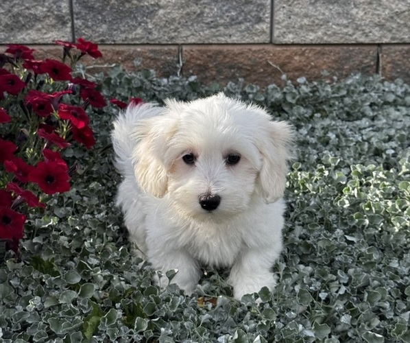 Medium Photo #2 Coton de Tulear Puppy For Sale in CANOGA, NY, USA
