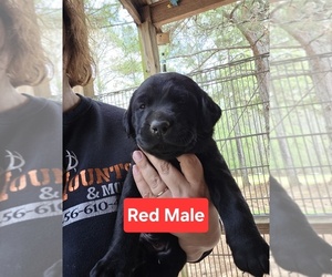 Labrador Retriever Litter for sale in NEWNAN, GA, USA