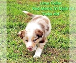 Puppy Lime Collar Border Collie