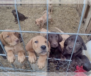 Labrador Retriever Puppy for sale in MARLETTE, MI, USA