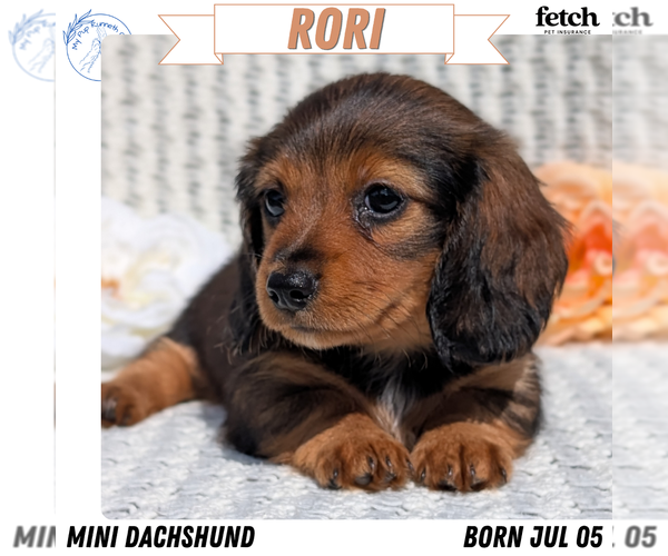 Medium Photo #1 Dachshund Puppy For Sale in GOSHEN, IN, USA