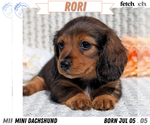 Puppy Rori Dachshund