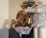 Small Photo #2 Dachshund Puppy For Sale in Crystal , MN, USA