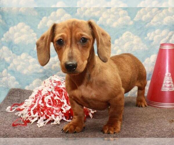 Medium Photo #3 Dachshund Puppy For Sale in SHAWNEE, OK, USA