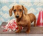 Small Photo #3 Dachshund Puppy For Sale in SHAWNEE, OK, USA