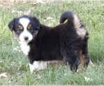 Small Photo #2 Miniature Australian Shepherd Puppy For Sale in MERCERSBURG, PA, USA