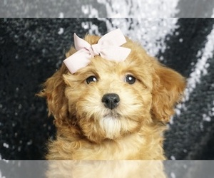 Poodle (Toy) Puppy for sale in WARSAW, IN, USA