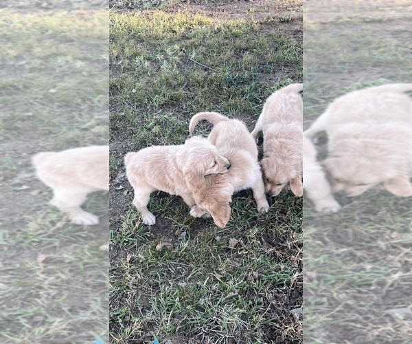Medium Photo #14 Golden Retriever Puppy For Sale in BOILING SPGS, SC, USA