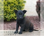 Small #2 Belgian Malinois