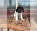 Puppy Bud German Shorthaired Pointer