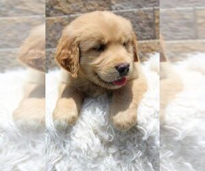 Golden Retriever Puppy for sale in BLUE ASH, OH, USA