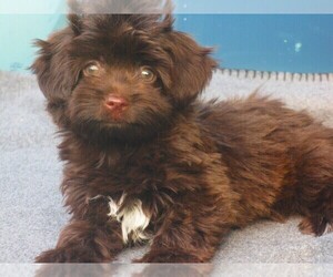 Havanese Puppy for sale in WILSON, NY, USA