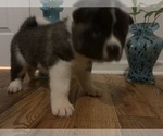 Small Photo #11 Akita Puppy For Sale in UNION CITY, GA, USA