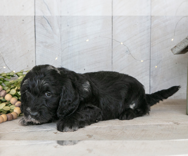 Medium Photo #4 Miniature Labradoodle Puppy For Sale in SUGARCREEK, OH, USA