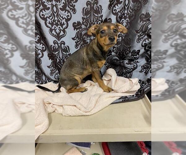 Medium Photo #1 Chihuahua Puppy For Sale in Modesto, CA, USA