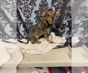 Chihuahua Dogs for adoption in Modesto, CA, USA