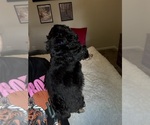 Small #32 Bernedoodle
