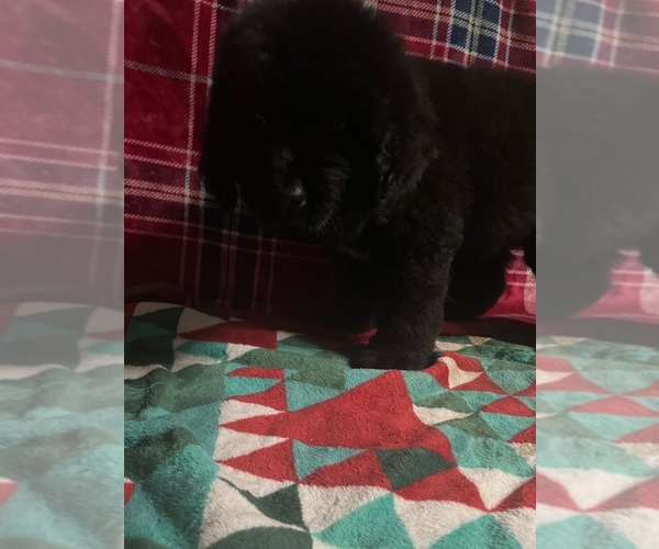 Medium Photo #3 Newfoundland Puppy For Sale in AURORA, IN, USA