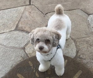 Father of the Maltipoo (Toy) puppies born on 10/06/2026