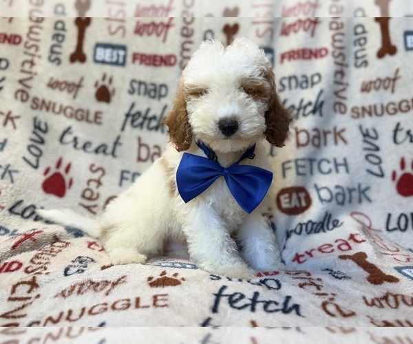 Medium Photo #1 Poodle (Miniature) Puppy For Sale in LAKELAND, FL, USA