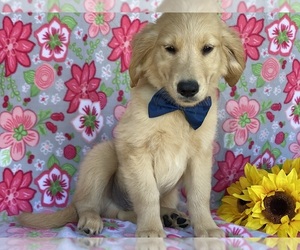 Golden Retriever Puppy for sale in LANCASTER, PA, USA