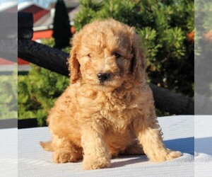 Goldendoodle-Poodle (Miniature) Mix Puppy for sale in GAP, PA, USA