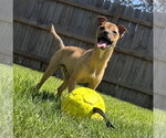 Small Bulldog-Chihuahua Mix