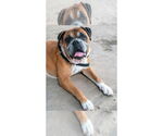 Small #4 Boxer
