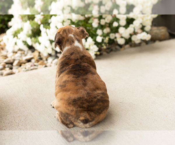 Medium Photo #7 English Bulldog Puppy For Sale in BOURBON, IN, USA