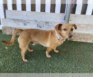 Chiweenie Dogs for adoption in Modesto, CA, USA